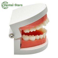 Dental False Teeth Model Kid Child Teach Study Demonstration Adult Standard Mode