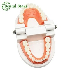 Dental False Teeth Model Kid Child Teach Study Demonstration Adult Standard Mode